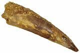 Fossil Spinosaurus Tooth - Real Dinosaur Tooth #353045-1